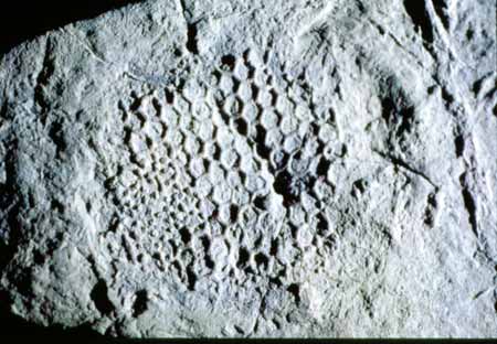 Cast of fossil Paleodictyon, made by Adolf Seilacher