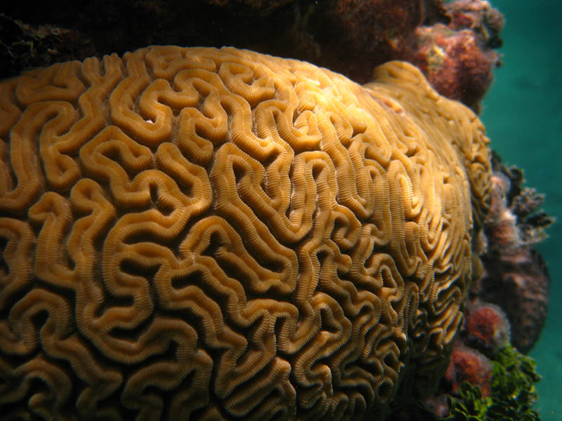 Brain coral, copyright    Jaro Nemčok