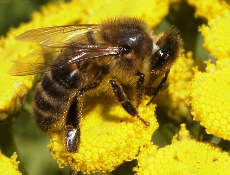 Honeybee c. Erik Hooymans