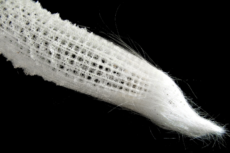 The dried siliceous skeleton of the deep sea glass sponge, Euplectella (c. USGS)