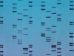 DNA fingerprints