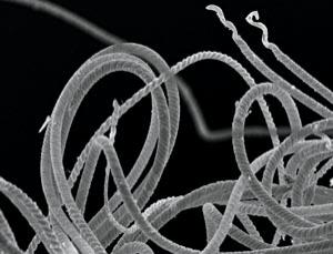 Electron micrograph of a bundle of ostracod sperm. Renate Matzke-Karasz