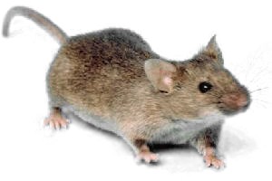 A house mouse