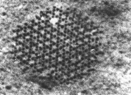 Pattern of holes on seabed, found by Rona in 1976