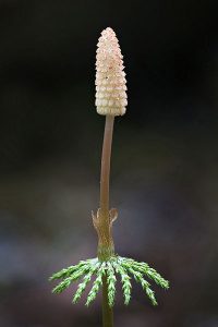 spore cone